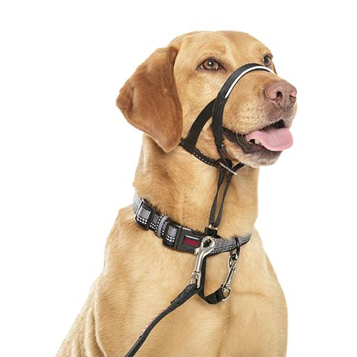 Buy dog collar online best sale