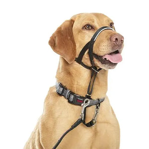 Halti top for puppies