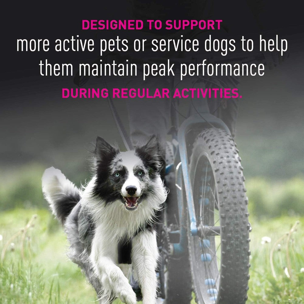 Eukanuba Premium Performance Exercise 26:16 - product detail image South Africa purchase