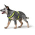 Hunter London Comfort Padded Harness Lime Lifestyle Image with Dog