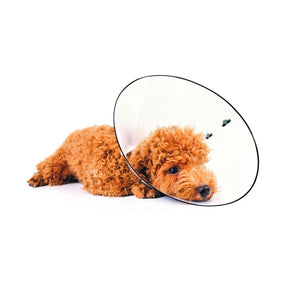 M-Pets Bastion Protective Dog Collar