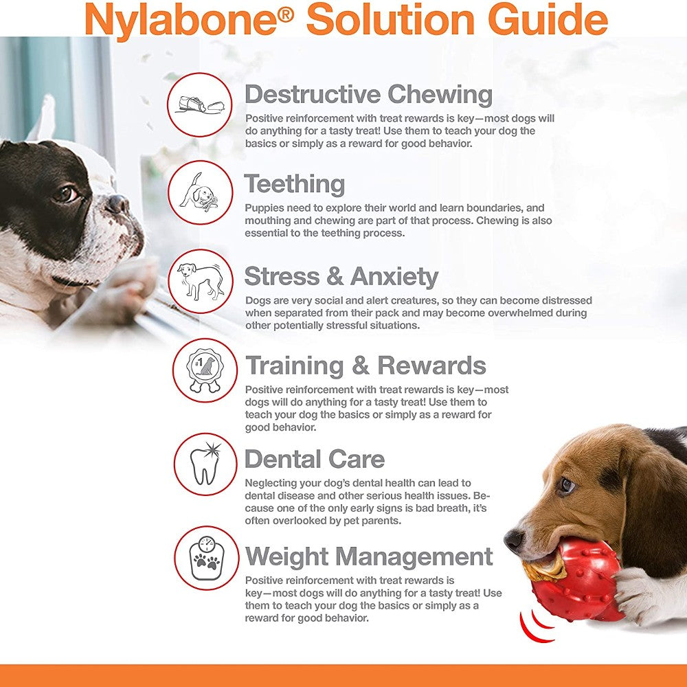 Nylabone Rawhide Alternative Knot Bone - lifestyle image with pet South Africa shoppers