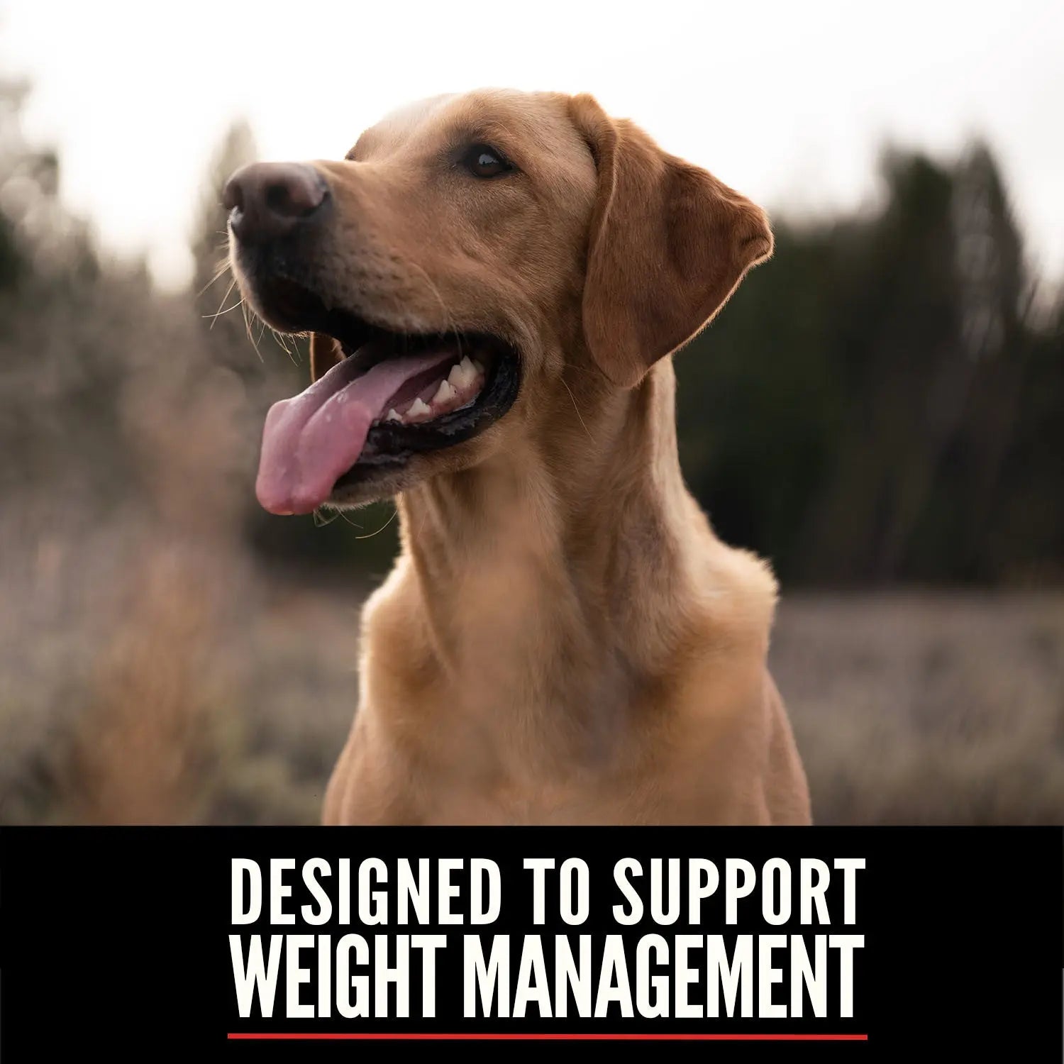 Orijen Fit & Trim Dog – key benefits graphic (Canine & Co (South Africa))