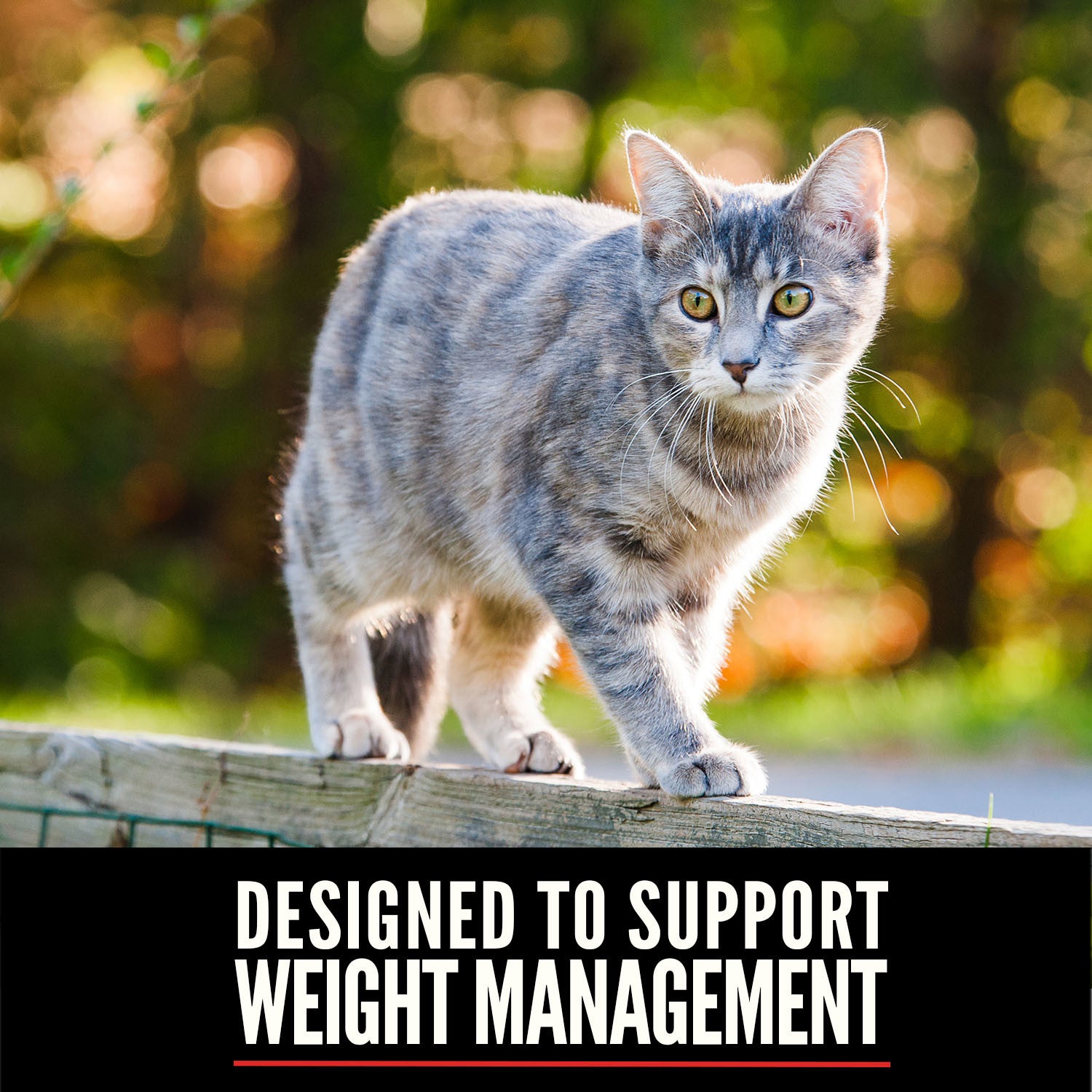 Orijen Fit & Trim Cat – key benefits graphic (shop online South Africa)