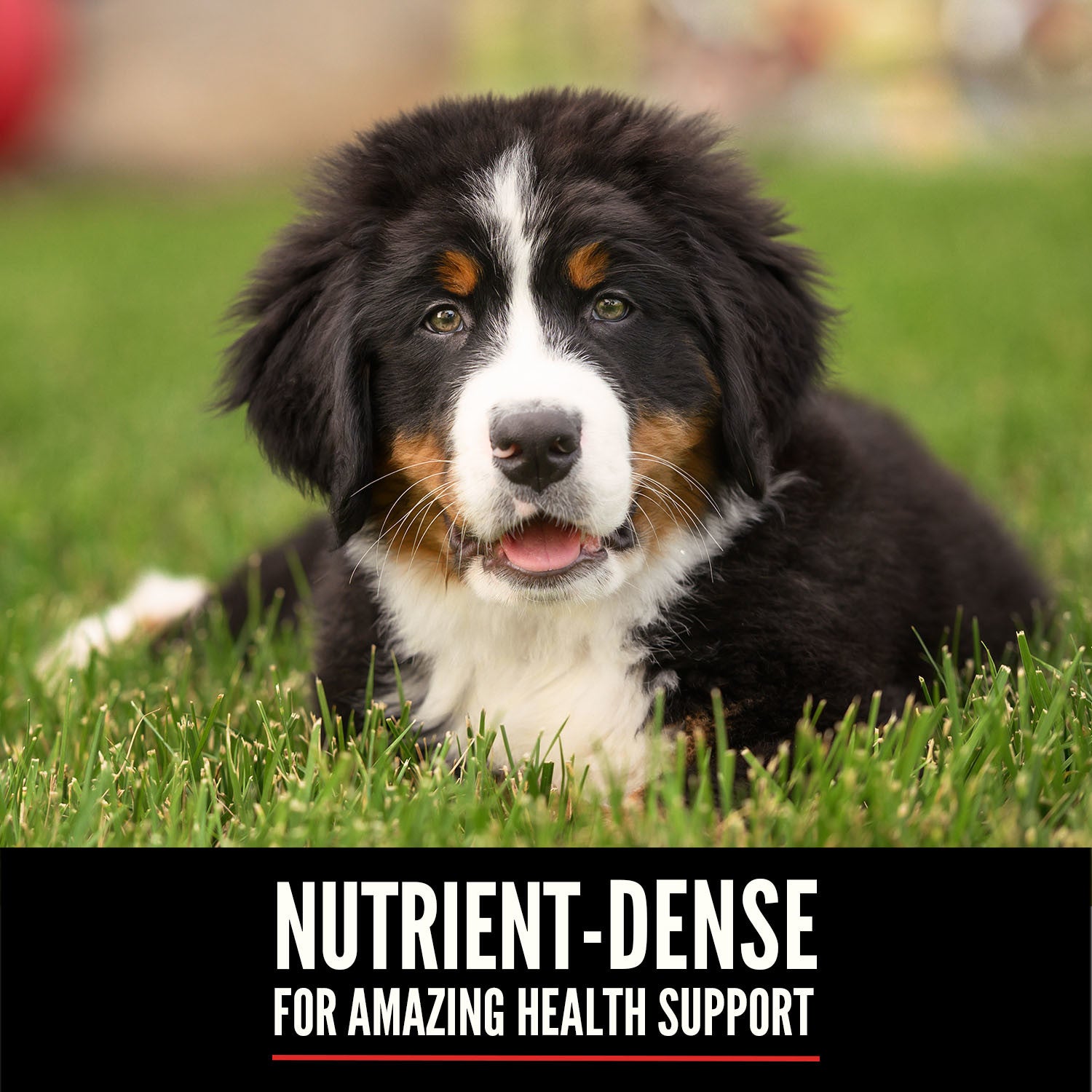 Orijen Puppy Large Breed – key benefits graphic (SA)