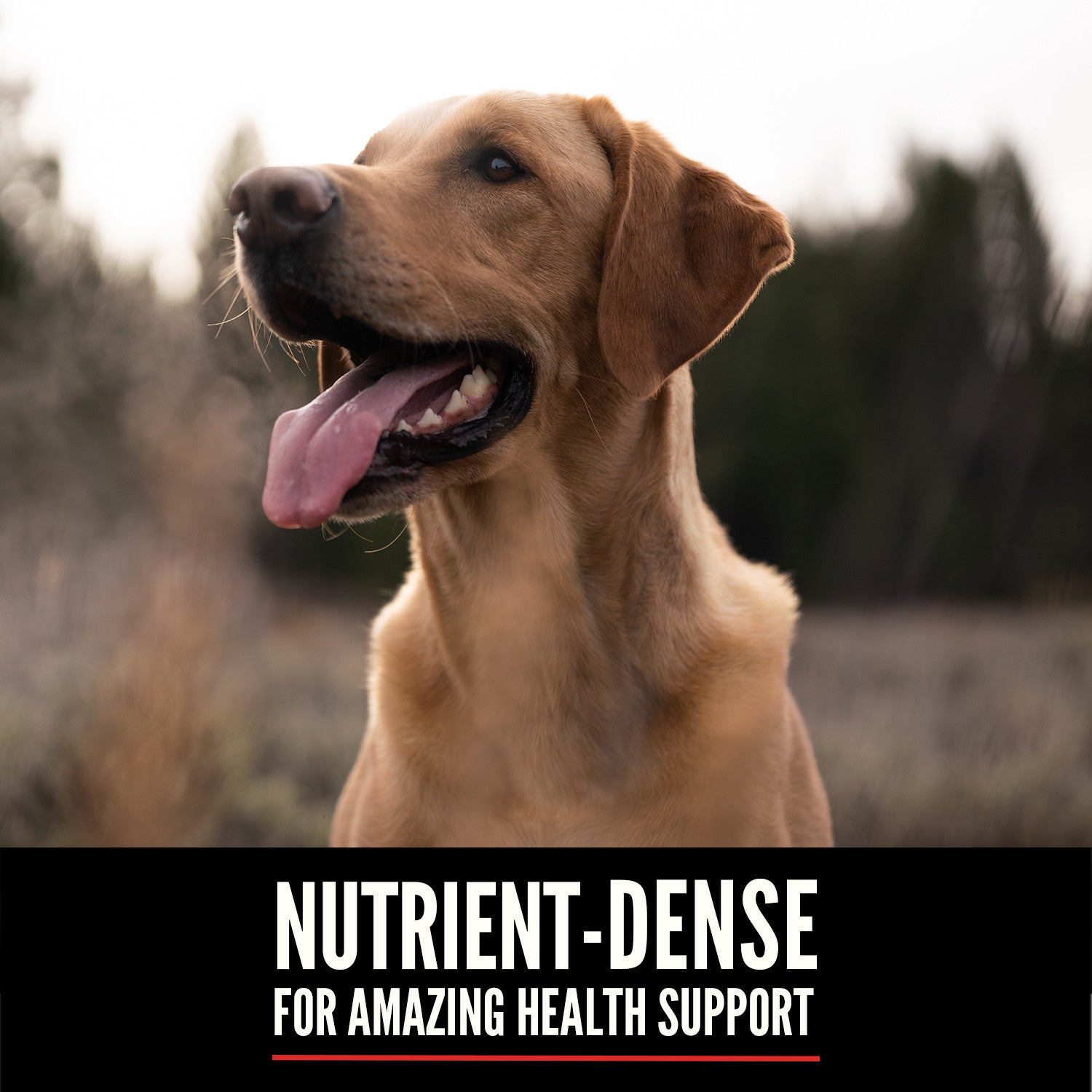 Orijen Six Fish Dog – key benefits graphic (South Africa)