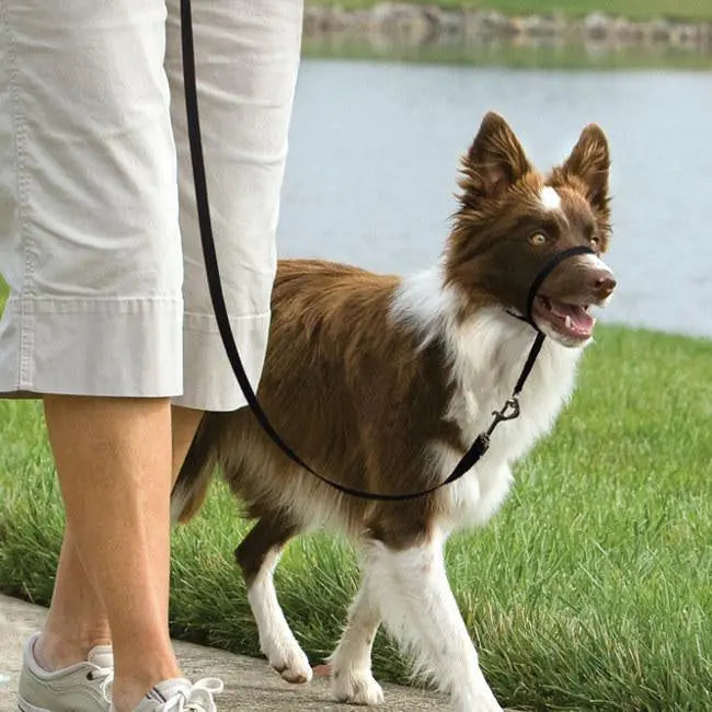 PetSafe Easy Walk Headcollar