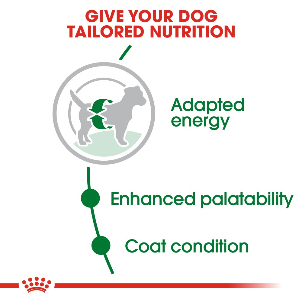 Royal Canin Mini Adult Dog Infographic 2