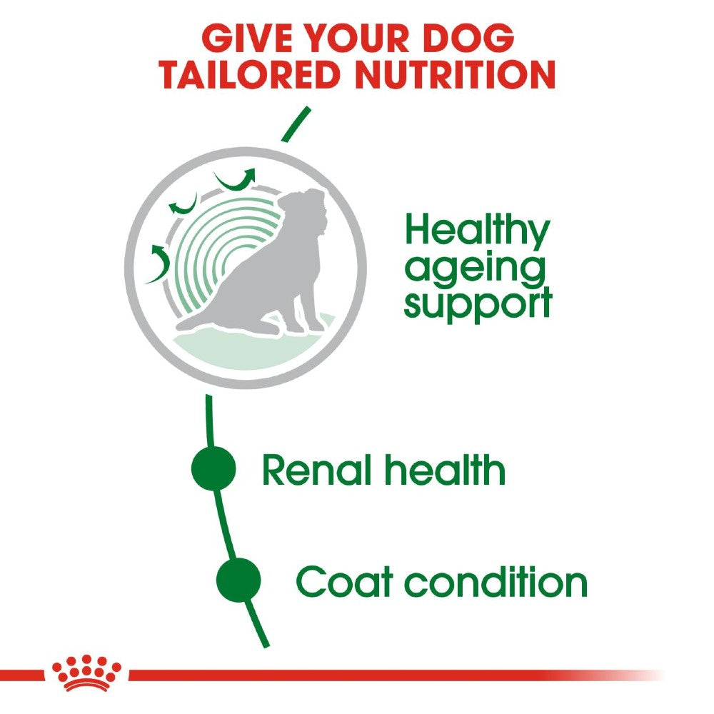 Royal Canin Mini Ageing +12 Dog Infographic 2