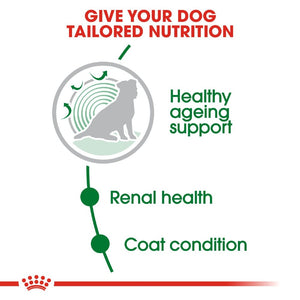 Royal Canin Mini Ageing +12 Dog Infographic 2