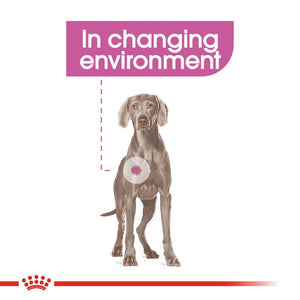 Royal Canin Dog Relax Care - Maxi Infographic 1