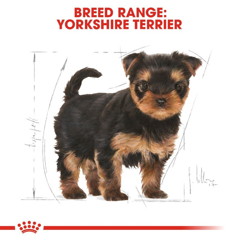 Royal canin Yorkshire Terrier Puppy Infographic 5