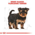 Royal canin Yorkshire Terrier Puppy Infographic 5