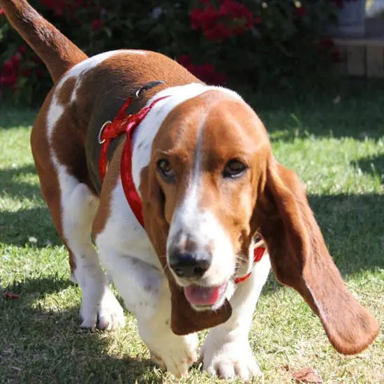 Rogz Alpinist Dog H-Harness