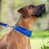 Rogz Padded Utility Classic Collar