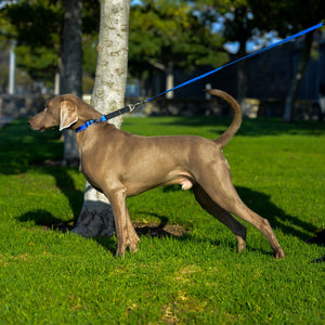 Rogz Utility Control Collar Web