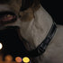 Rogz Utility Reflective Classic Collar