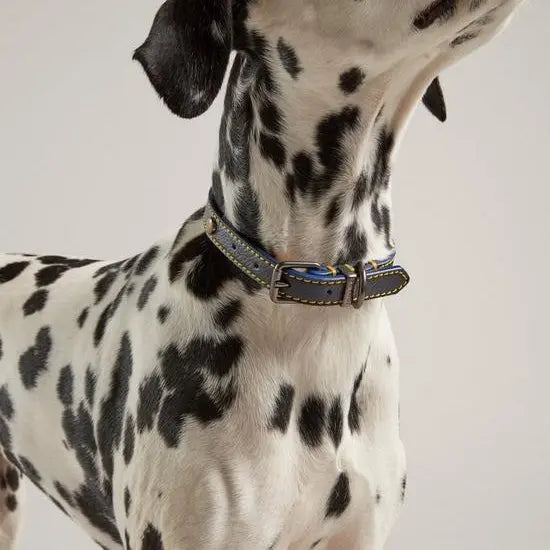 Rosewood and Joules Leather Dog Collar Rosewood