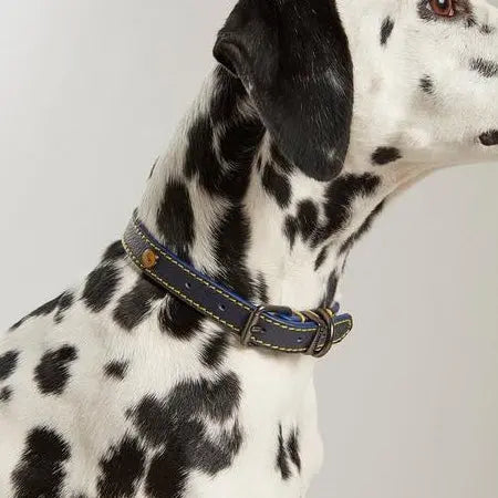 Rosewood and Joules Leather Dog Collar Rosewood