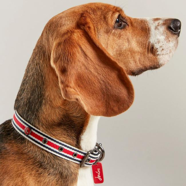 Rosewood and Joules Striped Dog Collar