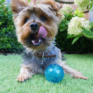 Rosewood BioSafe Puppy Treat Ball Blue