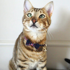 Rosewood Cat Collars - Red & Navy Tartan