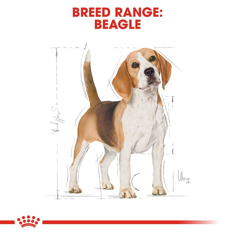 Royal Canin Beagle Adult Infographic 1