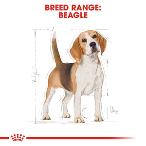 Royal Canin Beagle Adult Infographic 1