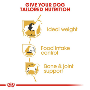 Royal Canin Beagle Adult Infographic 3