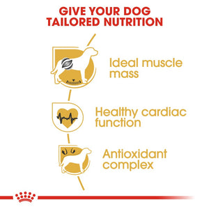Royal Canin Boxer Adult Infographic 3