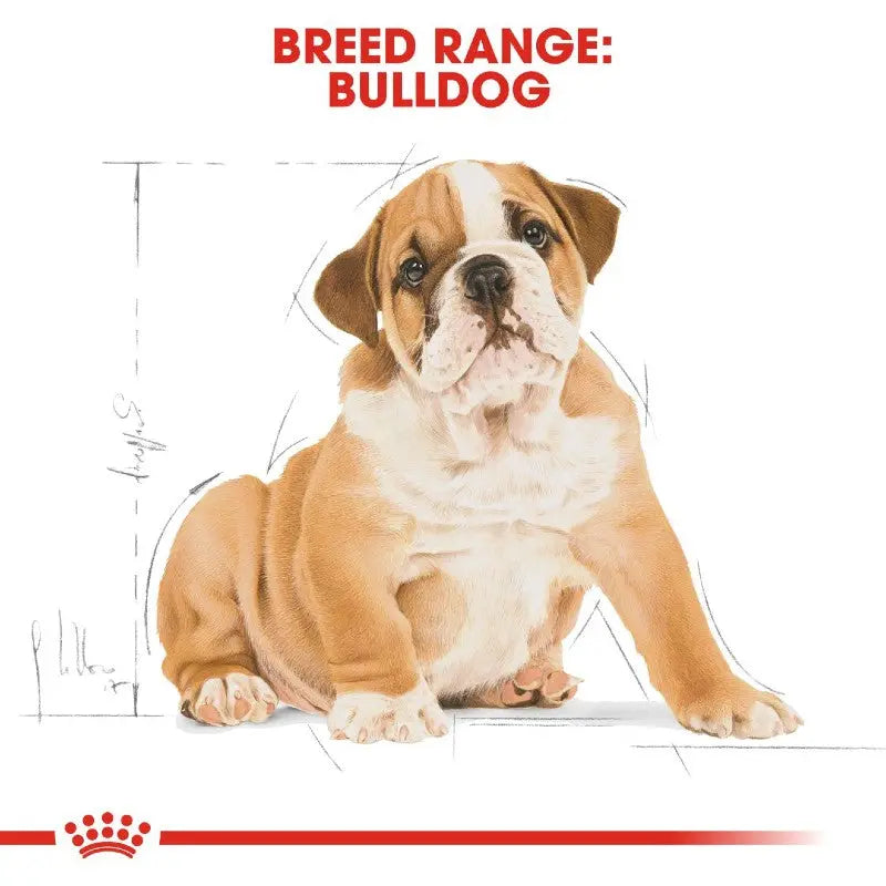 Bulldog Growth English Bulldog Bowl Royal Canin English Bulldog
