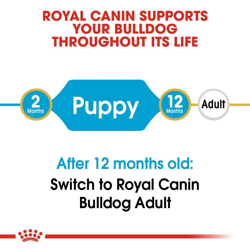 Royal Canin English Bulldog Puppy Infographic 8