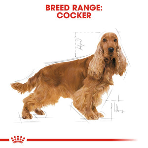 Royal Canin Cocker Spaniel Adult Infographic 1