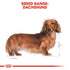 Royal Canin Dachshund Adult Infographic 1