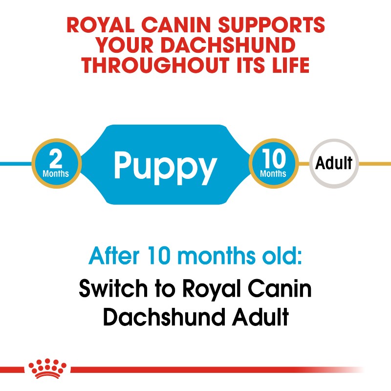 Royal Canin Dachshund Puppy Infographic 1