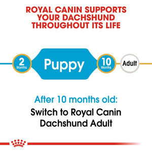 Royal Canin Dachshund Puppy Infographic 1
