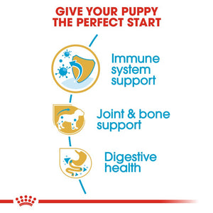 Royal Canin Dachshund Puppy Infographic 3