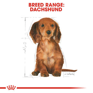 Royal Canin Dachshund Puppy Infographic 4