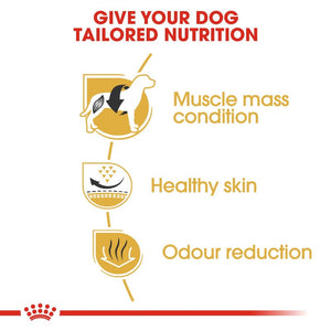 Royal Canin French Bulldog Adult Infographic 3