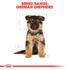 Royal Canin German Shepherd Puppy Infographic 4