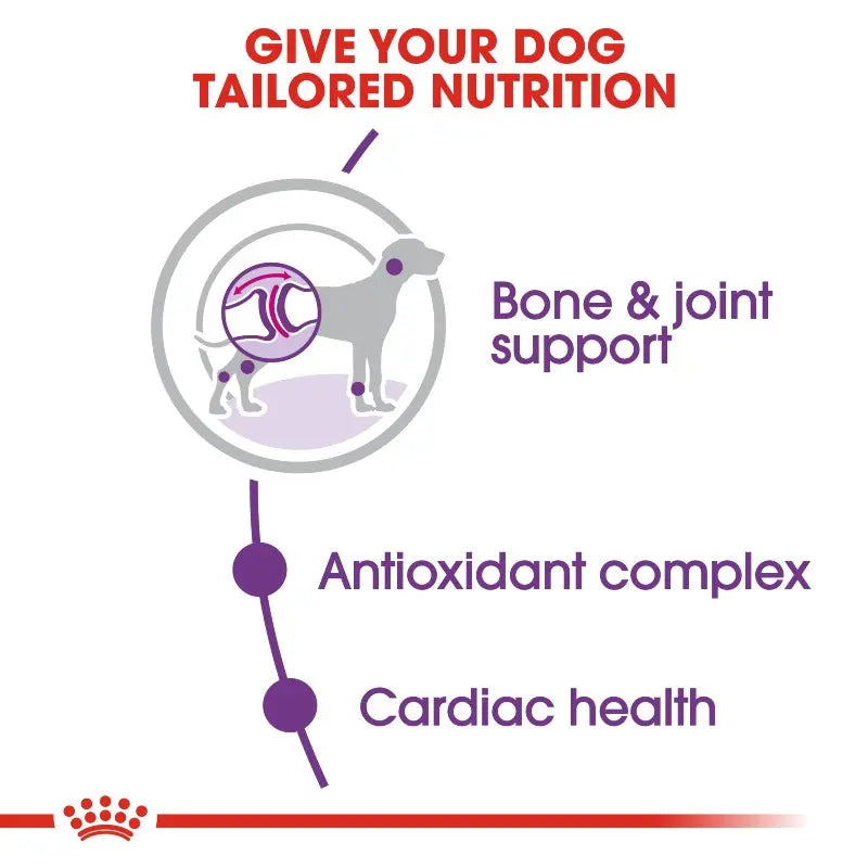 Infographic highlighting tailored dog nutrition for bone support, antioxidants, and cardiac health.