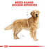 Royal Canin Golden Retriever Adult Infographic 1