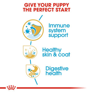 Royal Canin Golden Retriever Puppy Infographic 3