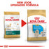 Royal Canin Golden Retriever Puppy Infographic 6