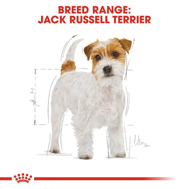 Russell Terrier Dog Jack Russell Breathing Fast Royal Canin Jack