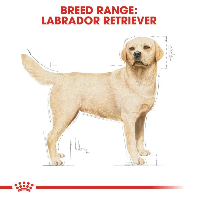 Labrador Retriever breed illustration showcasing its characteristics and features.