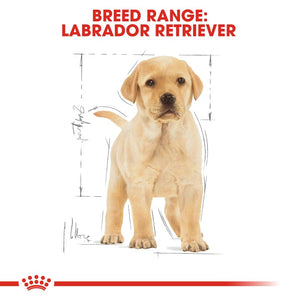 Royal Canin Labrador Retriever Puppy Infographic 4