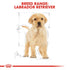 Royal Canin Labrador Retriever Puppy Infographic 4