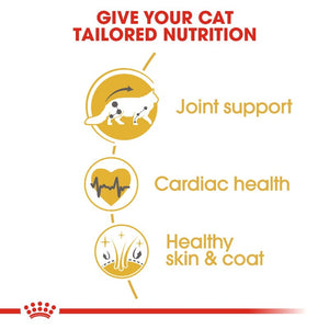 Royal Canin Maine Coon Adult Cat Infographic 3
