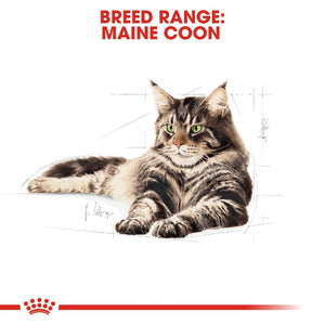 Royal Canin Maine Coon Adult Cat Wet Food Pouch Infographic 1